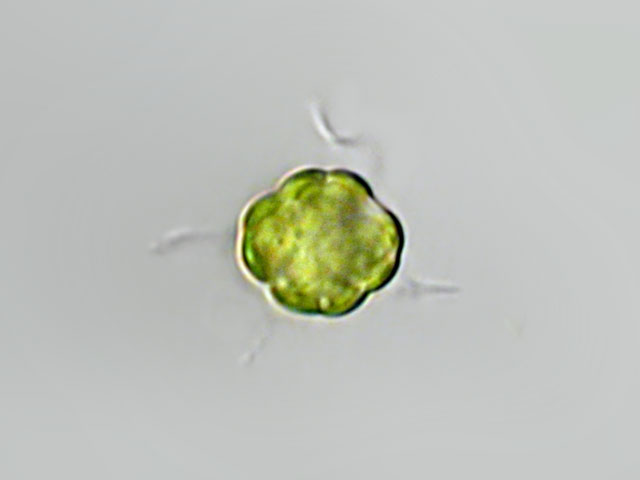 Leben im Teich Pyramimonas sp. (Chlorophyta)